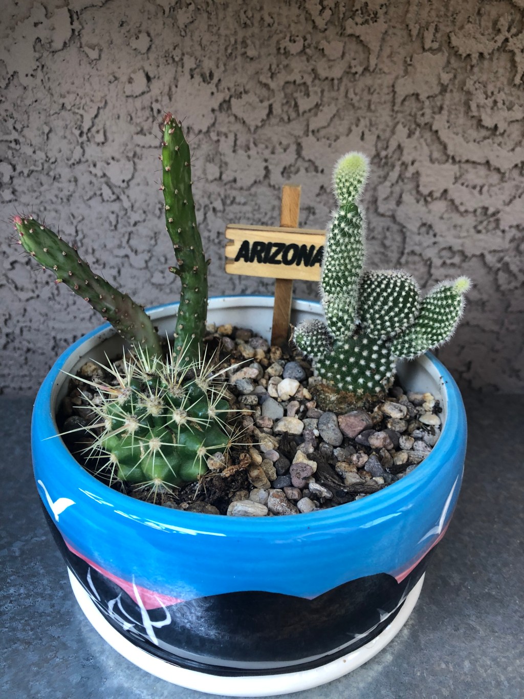 Cactus Corner #7